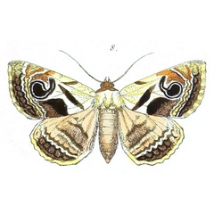 /filer/webapps/moths/media/images/L/lucida_Cometaster_Felder_113_8.jpg