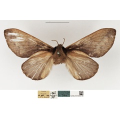/filer/webapps/moths/media/images/L/livida_Stoermeriana_AF_NHMUK.jpg