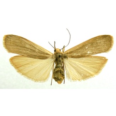 /filer/webapps/moths/media/images/A/agonchae_Brunia_AF_Bucsek_02.jpg