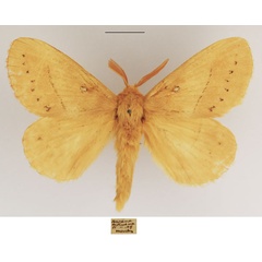 /filer/webapps/moths/media/images/C/clara_Philotherma_AM_TMSA_02.jpg
