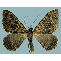 /filer/webapps/moths/media/images/E/edelsteni_Epirrhoe_AM_ZSMa.jpg