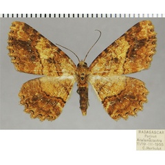 /filer/webapps/moths/media/images/B/brunneata_Darisodes_AF_ZSM.jpg