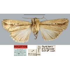 /filer/webapps/moths/media/images/G/germanae_Mythimna_HT_MNHN.jpg