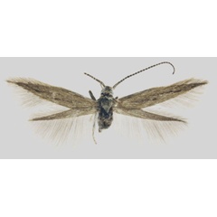 /filer/webapps/moths/media/images/A/afrobrunnea_Coleophora_HT_ZMHB.jpg