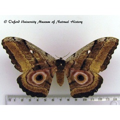 /filer/webapps/moths/media/images/J/jama_Gynanisa_AF_OUMNH_02.jpg
