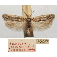 /filer/webapps/moths/media/images/C/callicosma_Anarsia_HT_TMSA.jpg