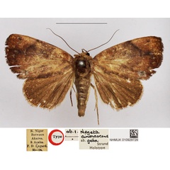 /filer/webapps/moths/media/images/G/geta_Negeta_HT_NHMUK.jpg