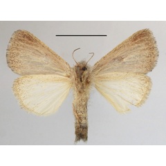 /filer/webapps/moths/media/images/A/albifasciata_Parazana_AM_MGCLb_01.JPG