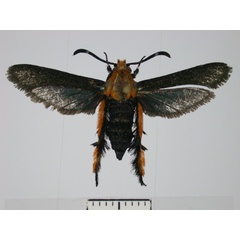/filer/webapps/moths/media/images/A/aureosquamata_Melittia_A_SMNS.jpg