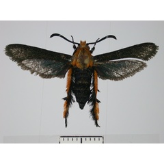 /filer/webapps/moths/media/images/A/aureosquamata_Melittia_A_SMNS.jpg