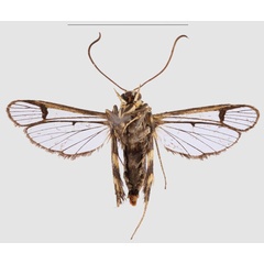 /filer/webapps/moths/media/images/Z/zebracox_Crinitus_PTF_SMNSb.jpg
