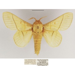 /filer/webapps/moths/media/images/M/monteiroi_Trichopisthia_AM_TMSA_02.jpg