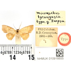 /filer/webapps/moths/media/images/L/lycaugesia_Enispa_HT_BMNH.jpg