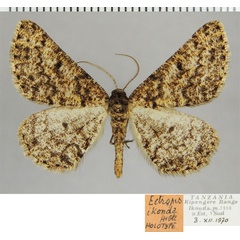 /filer/webapps/moths/media/images/I/ikonda_Ectropis_HT_ZSMa.jpg