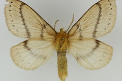 Philotherma thoracica