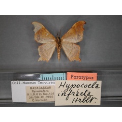 /filer/webapps/moths/media/images/I/infracta_Hypocoela_PT_RMCA_02.jpg