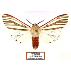 /filer/webapps/moths/media/images/M/moloneyi_Aloa_AM_Legrain_01.jpg