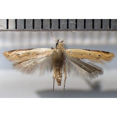 /filer/webapps/moths/media/images/S/safranella_Mesophleps_AF_Bippus.jpg