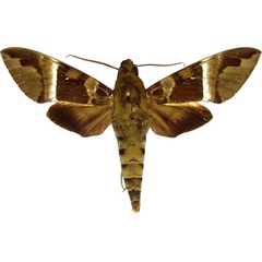 /filer/webapps/moths/media/images/R/rosae_Nephele_AM_MCJM.jpg