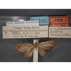 /filer/webapps/moths/media/images/M/monacaria_Cabera_HT_RMCA_01.jpg