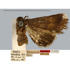 /filer/webapps/moths/media/images/A/acrochiona_Erastria_HT_MNHN.jpg