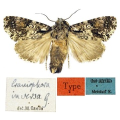 /filer/webapps/moths/media/images/I/inversa_Craniophora_HT_ZMHB_02.jpg