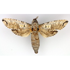 /filer/webapps/moths/media/images/M/moderata_Strigocossus_AM_TMSA_02.jpg