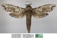 Strigocossus moderata