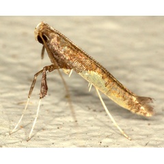 /filer/webapps/moths/media/images/C/celtina_Caloptilia_A_Heynsa.jpg