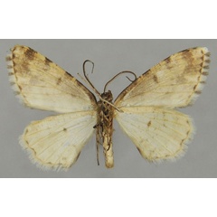 /filer/webapps/moths/media/images/S/superuncina_Ectropis_PTM_ZSMb.jpg