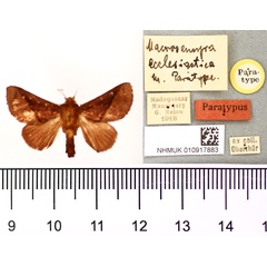 /filer/webapps/moths/media/images/E/ecclesiastica_Macrosemyra_PLT_BMNH.jpg