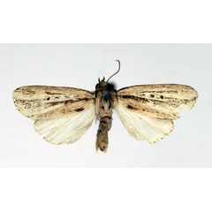 /filer/webapps/moths/media/images/A/aenictopa_Leucania_AM_Aulombard.jpg