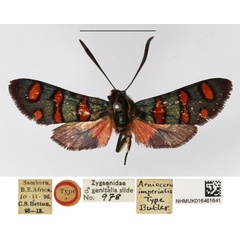 /filer/webapps/moths/media/images/I/imperialis_Arniocera_HT_NHMUK.jpg