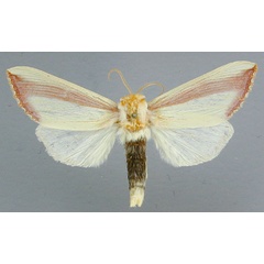 /filer/webapps/moths/media/images/O/ornata_Antheua_A_RMCA_01.jpg