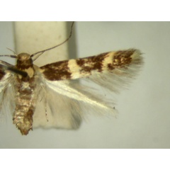 /filer/webapps/moths/media/images/C/chlorodeta_Limnaecia_HT896_TMSA_02.jpg
