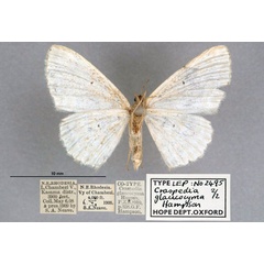 /filer/webapps/moths/media/images/G/glaucocyma_Craspedia_STF_OUMNH_02.jpg