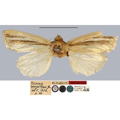 /filer/webapps/moths/media/images/S/senegalensis_Nonagria_LT_MNHN.jpg