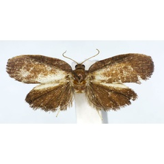 /filer/webapps/moths/media/images/S/spania_Labidosa_HT_RMCA.jpg