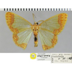 /filer/webapps/moths/media/images/A/aequilumata_Zamarada_PTM_ZSM.jpg