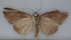 /filer/webapps/moths/media/images/L/lancinata_Abseudrapa_HT_RMCA_02.jpg