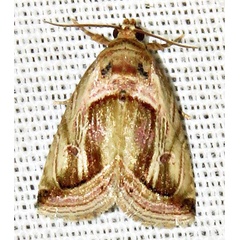 /filer/webapps/moths/media/images/C/cumalinea_Deltote_A_Braun_05.jpg