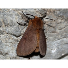 /filer/webapps/moths/media/images/J/jansei_Metarctia_A_Roland.jpg