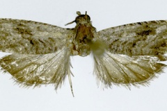 Fulcrifera dierama