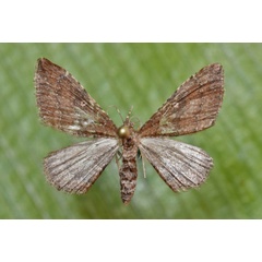 /filer/webapps/moths/media/images/O/obstipata_Orthonama_A_Butler.jpg