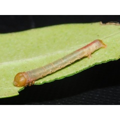 /filer/webapps/moths/media/images/F/foraminata_Collix_C_Grobler_03.jpeg