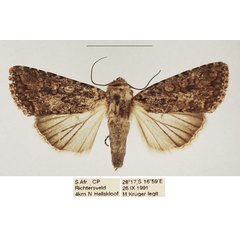 /filer/webapps/moths/media/images/V/vilis_Mythimna_AF_TMSA_02.jpg