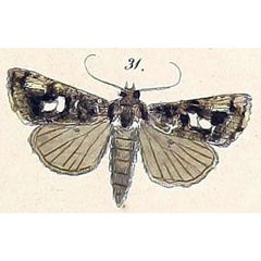 /filer/webapps/moths/media/images/S/sestertia_Plusia_HT_Felder_1874_110-31.jpg