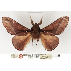 /filer/webapps/moths/media/images/T/thomensis_Streblote_HT_NHMUK.jpg