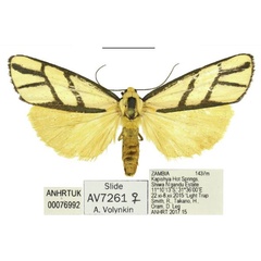 /filer/webapps/moths/media/images/S/smithi_Anaphosia_PTF_ANHRT.jpg