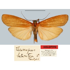 /filer/webapps/moths/media/images/L/lateritea_Isorropus_HT_MNHN.jpg